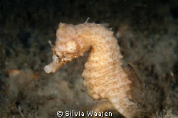 In summertime the short snouted seahorse can be found in ... by Silvia Waajen 